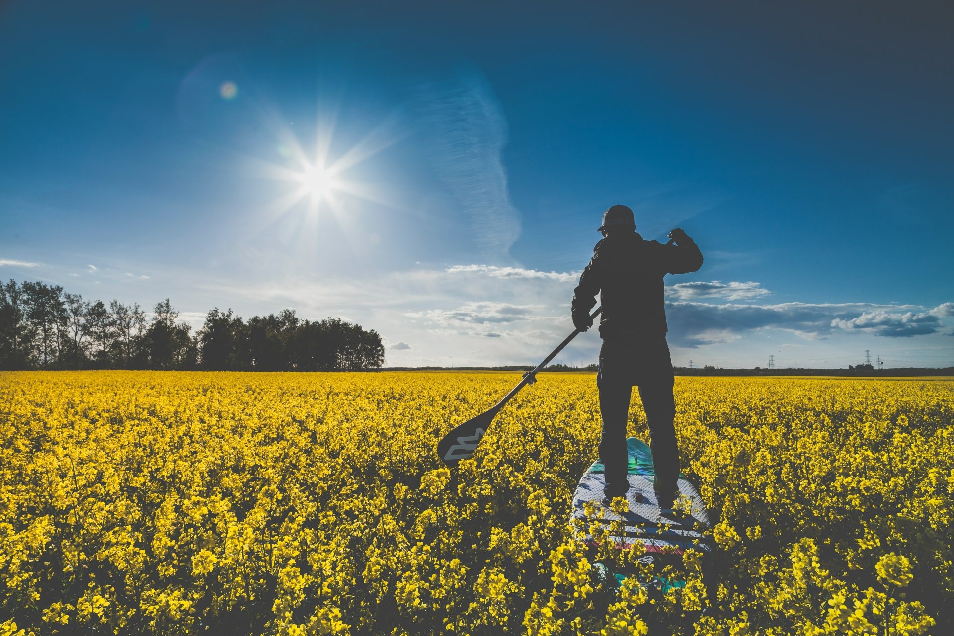 Silhouetted stand-up paddleboarder surfing across a vast yellow rapeseed field under a bright summer sun and blue sky — 5K Ultra HD PC desktop wallpaper.