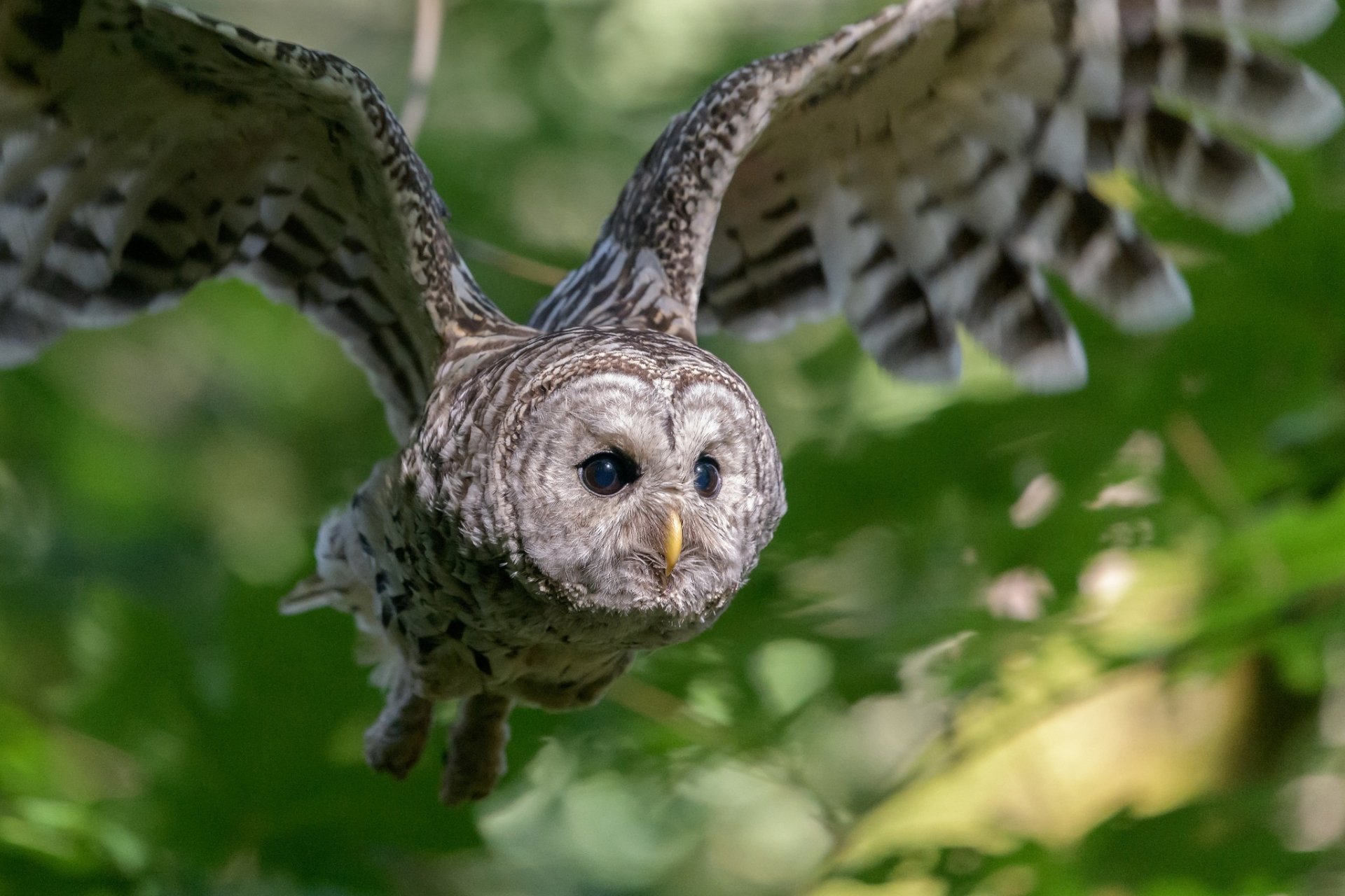 Eule HD Wallpaper Hintergrund 2048x1365 ID935518 Wallpaper Abyss