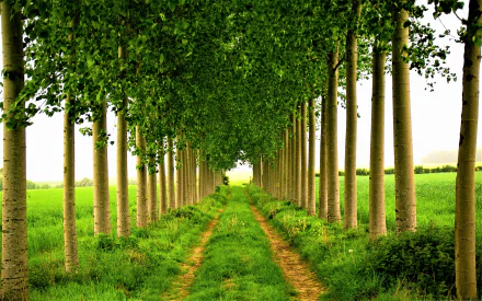 A man-made path lined with tall trees on both sides, surrounded by grass, creating a natural tunnel effect in this HD PC desktop wallpaper and background.