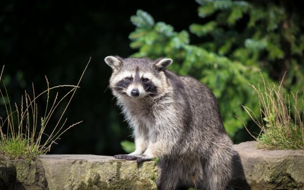 Animal Raccoon Wildlife Stare HD Wallpaper | Background Image