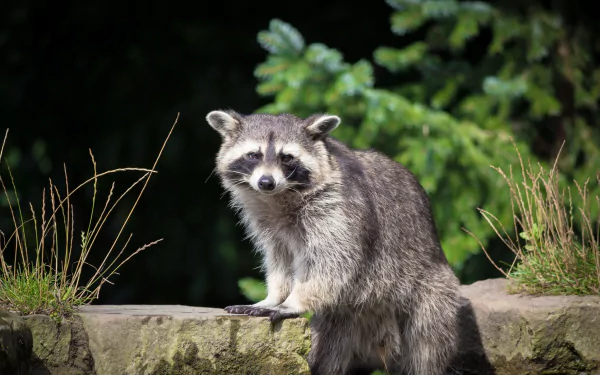 HD desktop wallpaper featuring a raccoon staring intently while standing on a stone surface, surrounded by natural greenery.