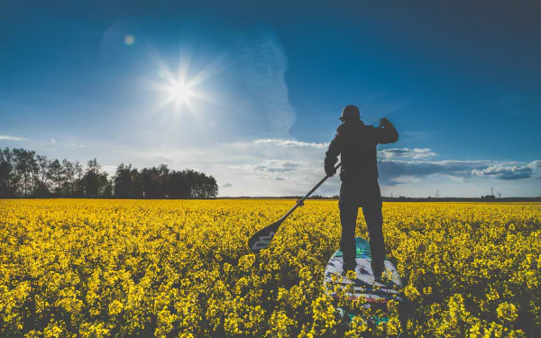 Silhouetted stand-up paddleboarder surfing across a vast yellow rapeseed field under a bright summer sun and blue sky — 5K Ultra HD PC desktop wallpaper.