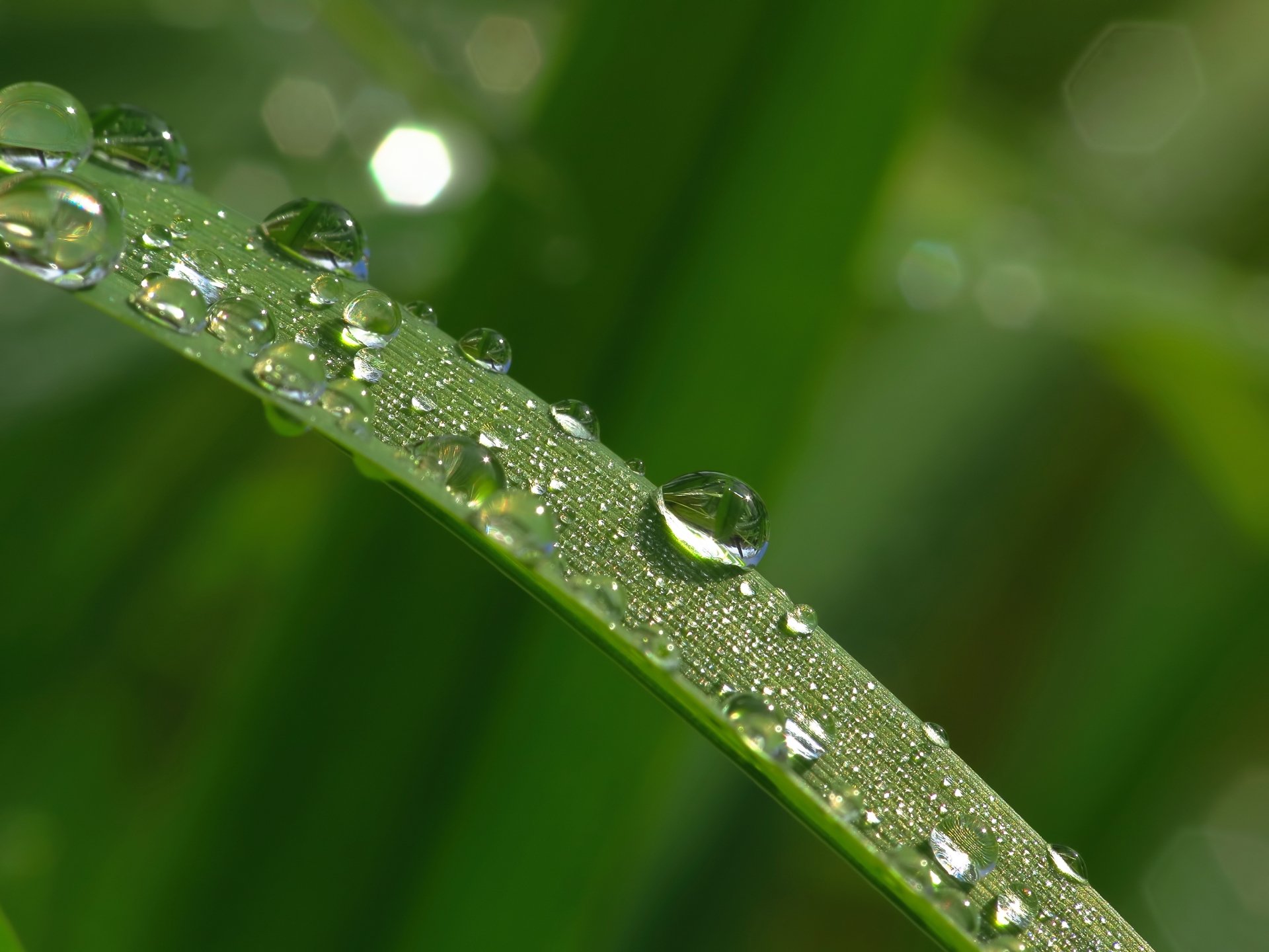 Download Macro Nature Water Drop 4k Ultra HD Wallpaper