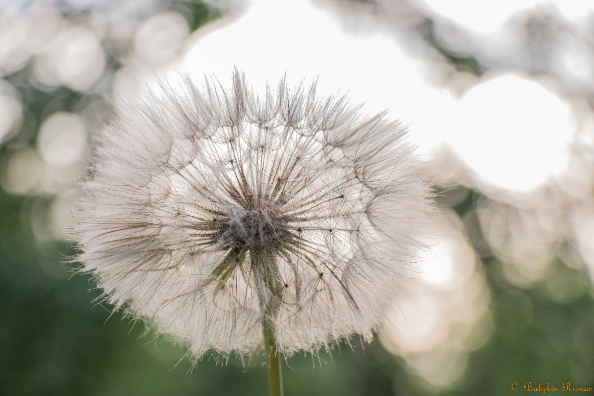 Download Nature Dandelion 4k Ultra HD Wallpaper by Vergilius
