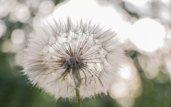 nature dandelion HD Desktop Wallpaper | Background Image