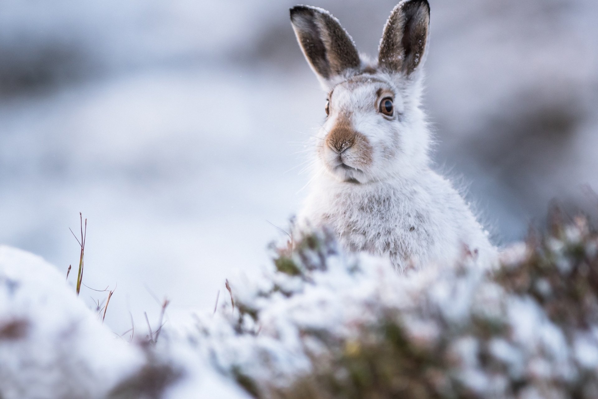 HD PC desktop wallpaper/background: a white hare peeking from snow-covered heather in a soft-focus winter landscape.