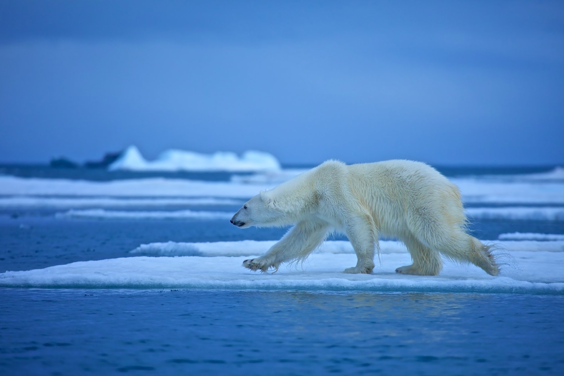 Download Animal Polar Bear 4k Ultra HD Wallpaper