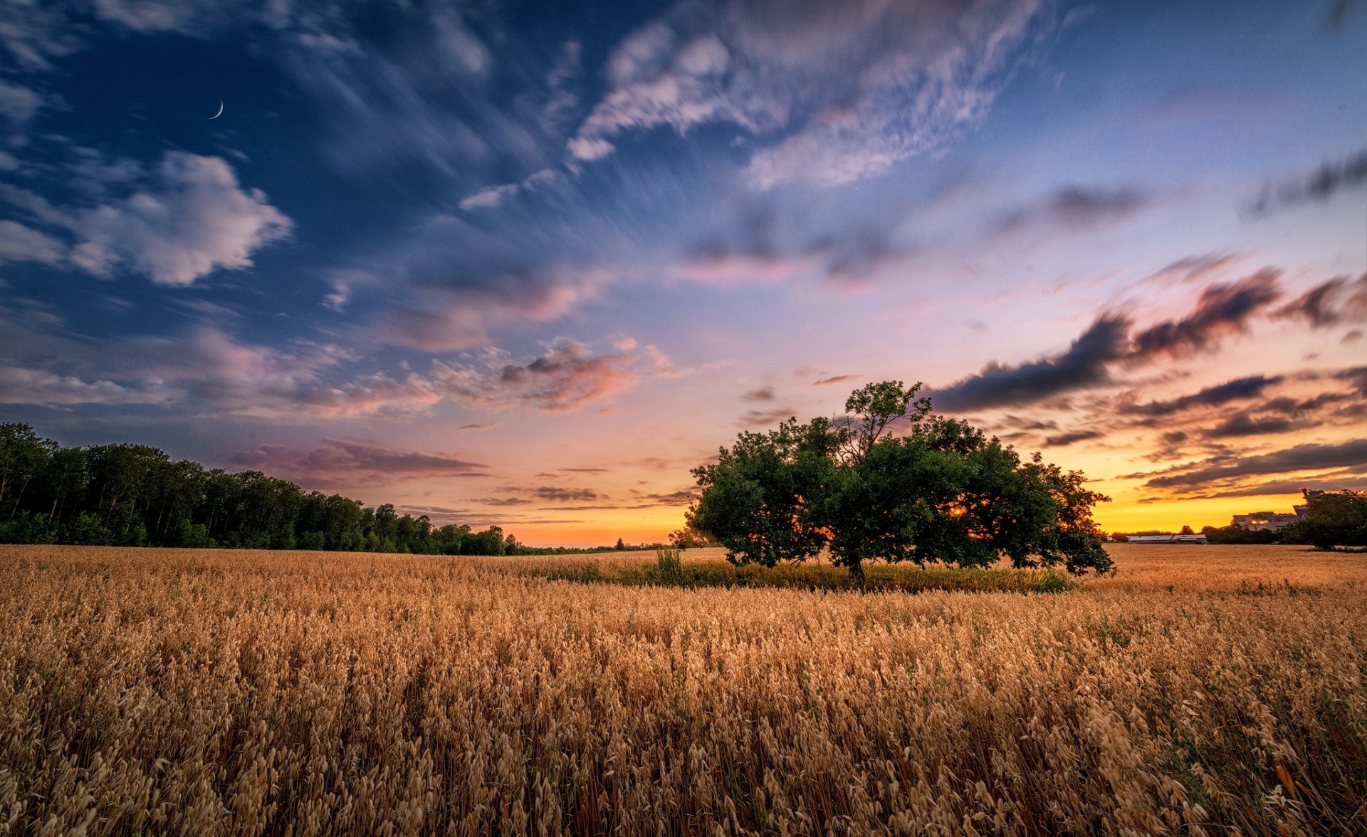 HD desktop wallpaper depicting a summer sunset over a golden field with a lone tree under a vibrant sky, showcasing nature's serene beauty.