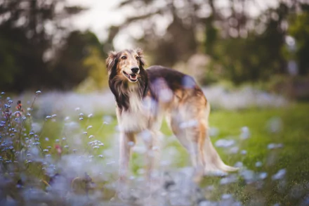 HD desktop wallpaper featuring a Borzoi dog standing gracefully in a field with a soft depth of field and blurred natural background.