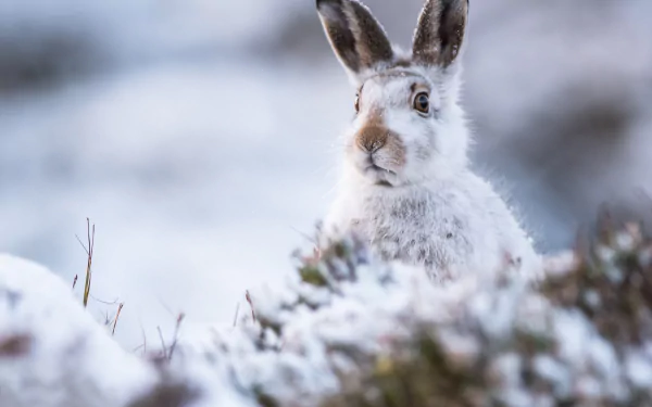 HD PC desktop wallpaper/background: a white hare peeking from snow-covered heather in a soft-focus winter landscape.