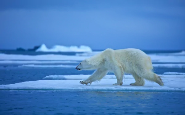 4K Ultra HD PC desktop wallpaper featuring a polar bear walking across icy Arctic waters under a serene blue sky.