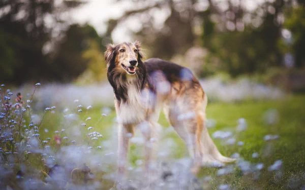 HD desktop wallpaper featuring a Borzoi dog standing gracefully in a field with a soft depth of field and blurred natural background.