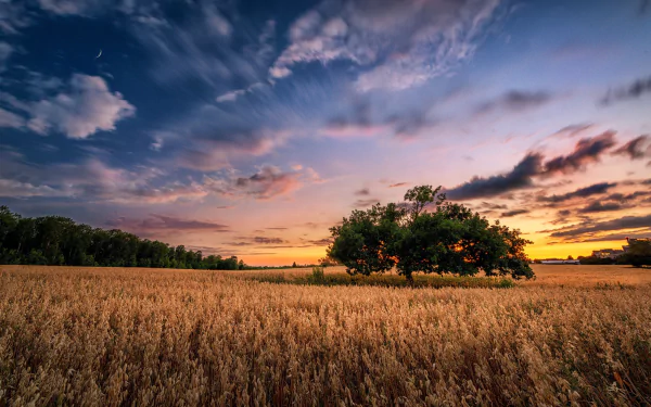 HD desktop wallpaper depicting a summer sunset over a golden field with a lone tree under a vibrant sky, showcasing nature's serene beauty.