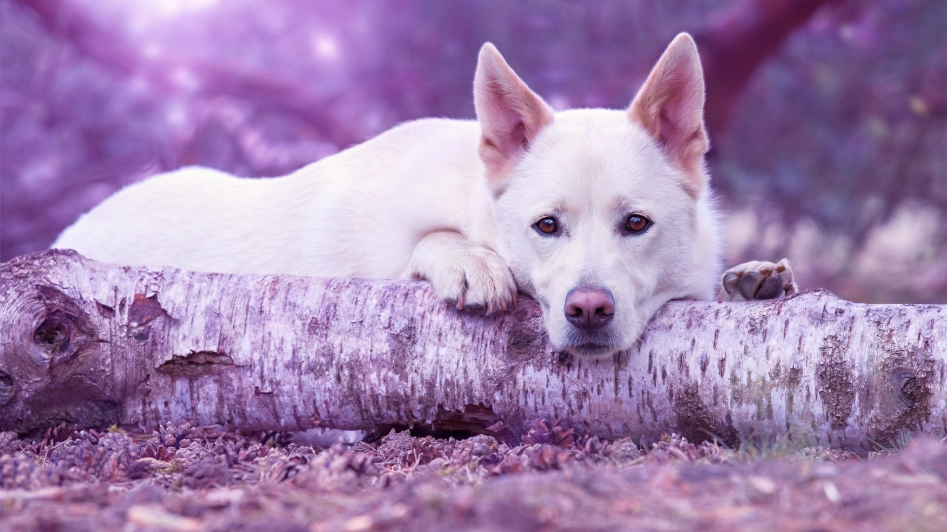 A white shepherd dog resting its head on a fallen tree branch in a serene outdoor setting, captured in 4K Ultra HD for PC desktop wallpaper and background.