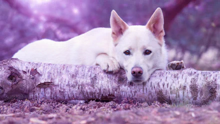 A white shepherd dog resting its head on a fallen tree branch in a serene outdoor setting, captured in 4K Ultra HD for PC desktop wallpaper and background.