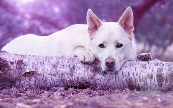 Animal White Shepherd Dogs Dog HD Wallpaper | Background Image