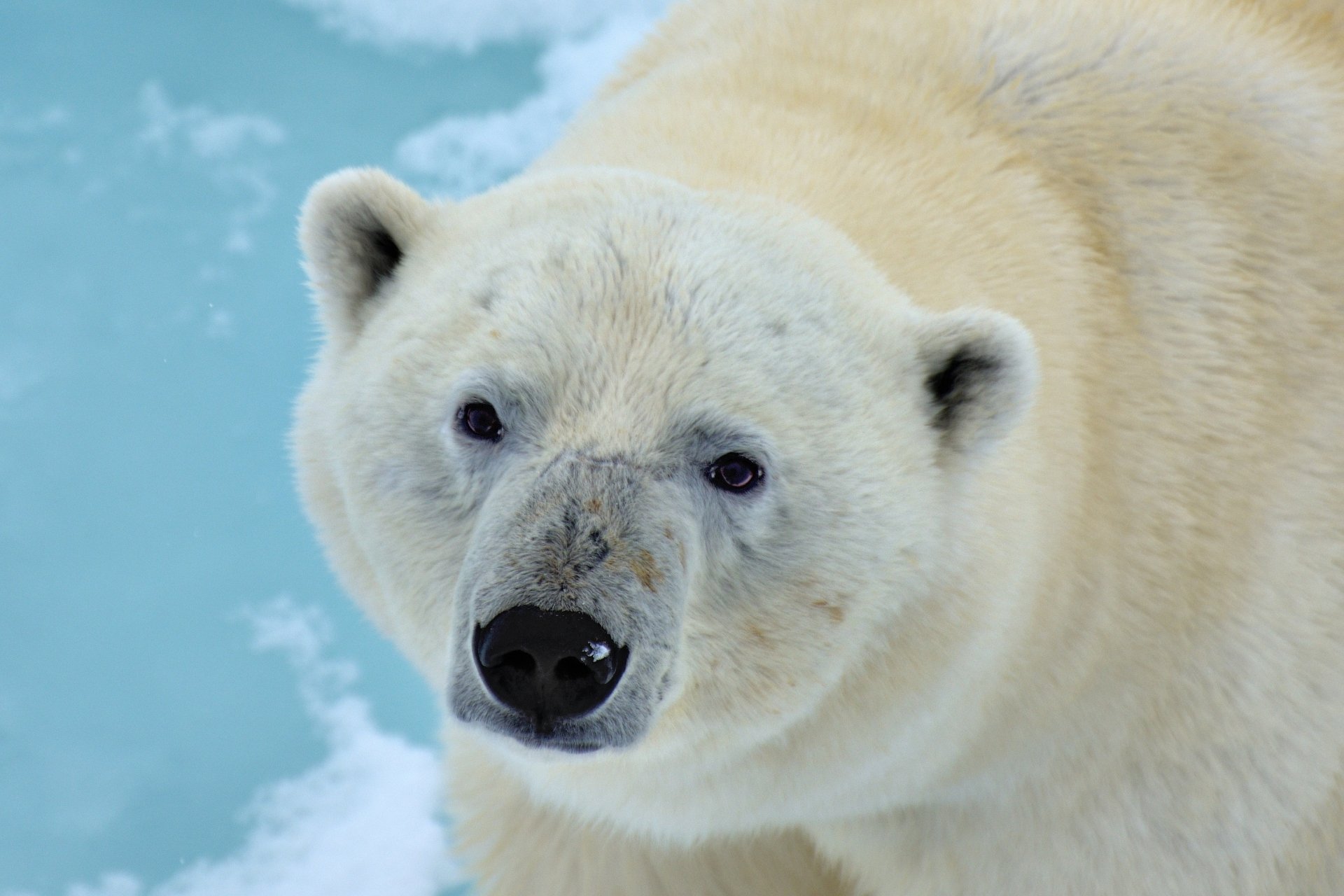 Animal Polar Bear HD Wallpaper