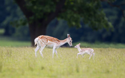 HD PC desktop wallpaper of a doe and her playful fawn—baby animal deer nuzzling in a sunlit grassy meadow beneath a tree.