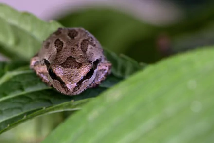 Close-up of a brown frog, an amphibian animal, resting on a green leaf with soft bokeh — HD PC desktop wallpaper and background.