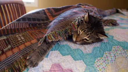 A sleeping cat partially covered by a colorful woven blanket rests on a quilted bedspread, captured in a 4K Ultra HD PC desktop wallpaper.
