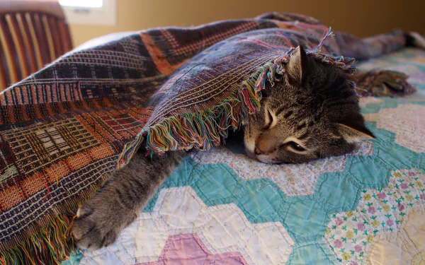 A sleeping cat partially covered by a colorful woven blanket rests on a quilted bedspread, captured in a 4K Ultra HD PC desktop wallpaper.