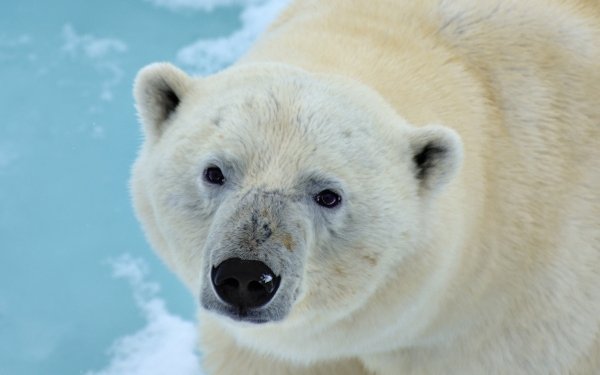Animal Polar Bear Bears Stare HD Wallpaper | Background Image