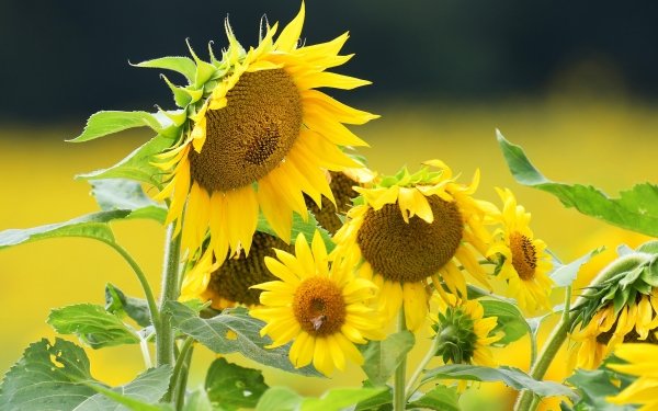 Earth Sunflower Flowers Nature Yellow Flower Summer Flower HD Wallpaper | Background Image