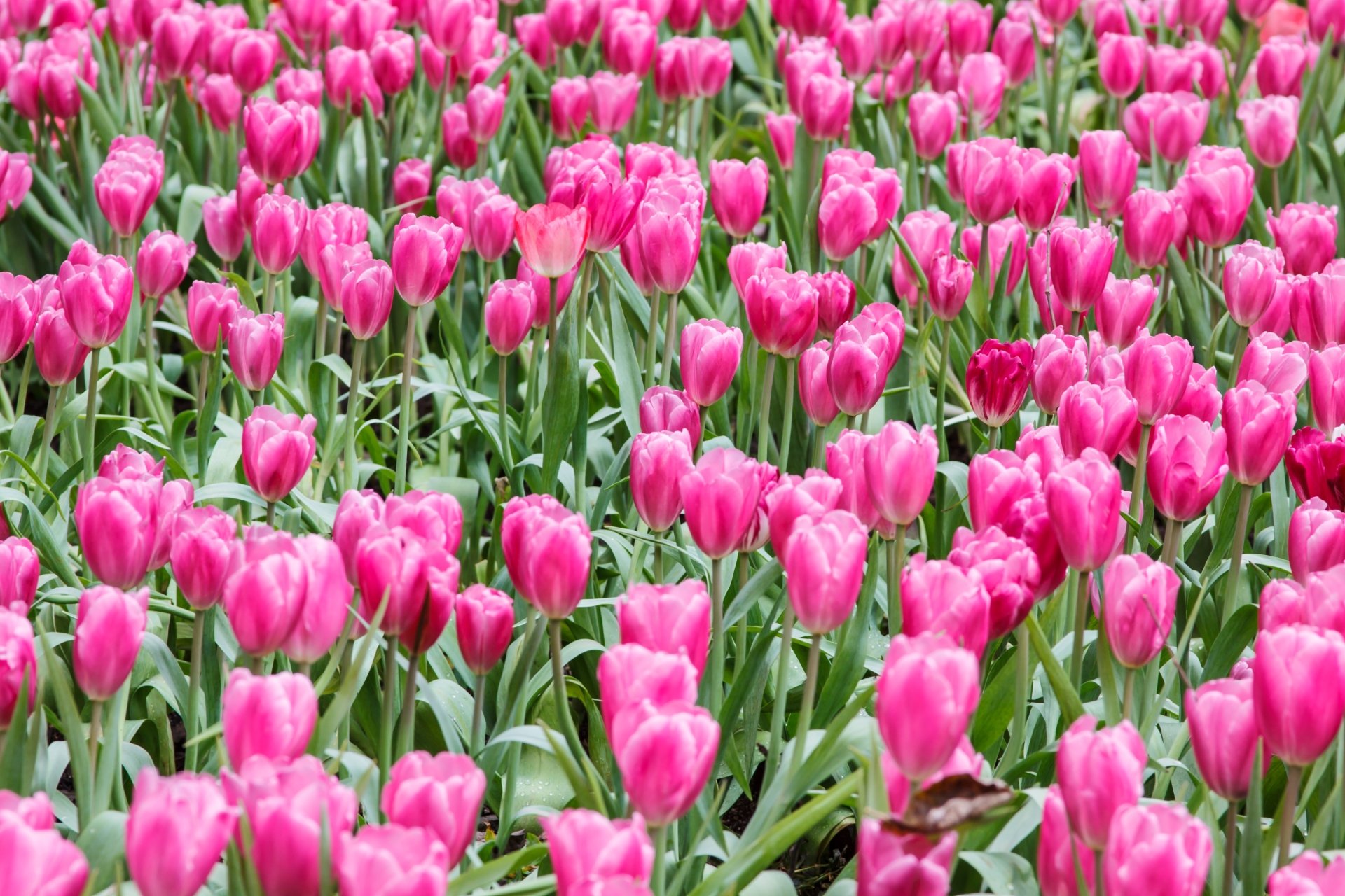 Download Pink Flower Flower Nature Tulip 4k Ultra HD Wallpaper