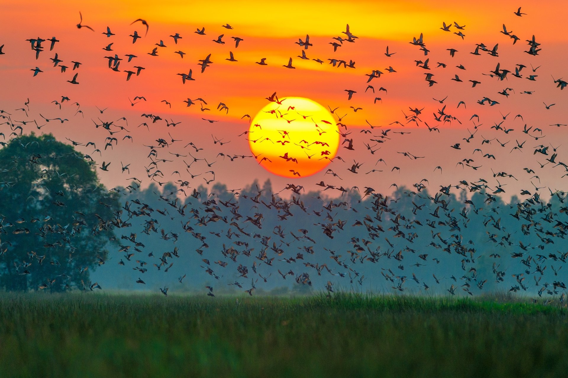 HD desktop wallpaper of a vibrant sunset with a large flock of birds flying over a grassy field and trees silhouetted against the glowing sun.