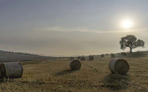 A serene summer field with haystacks scattered across the landscape, a lone tree, and the sun shining brightly, captured in HD for a nature-themed desktop wallpaper.