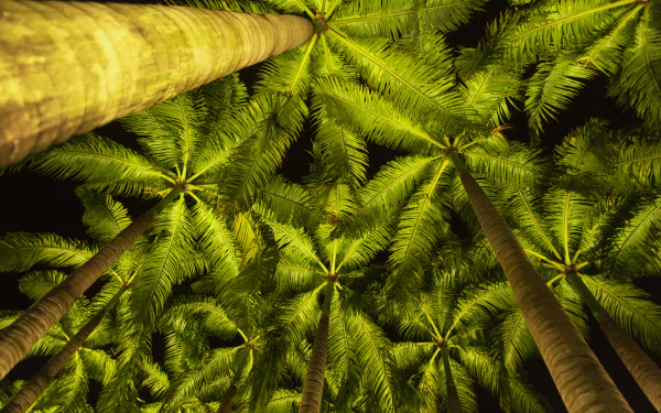 4K Ultra HD desktop wallpaper showing a vibrant view looking up at tall palm trees with lush green fronds against a bright background.
