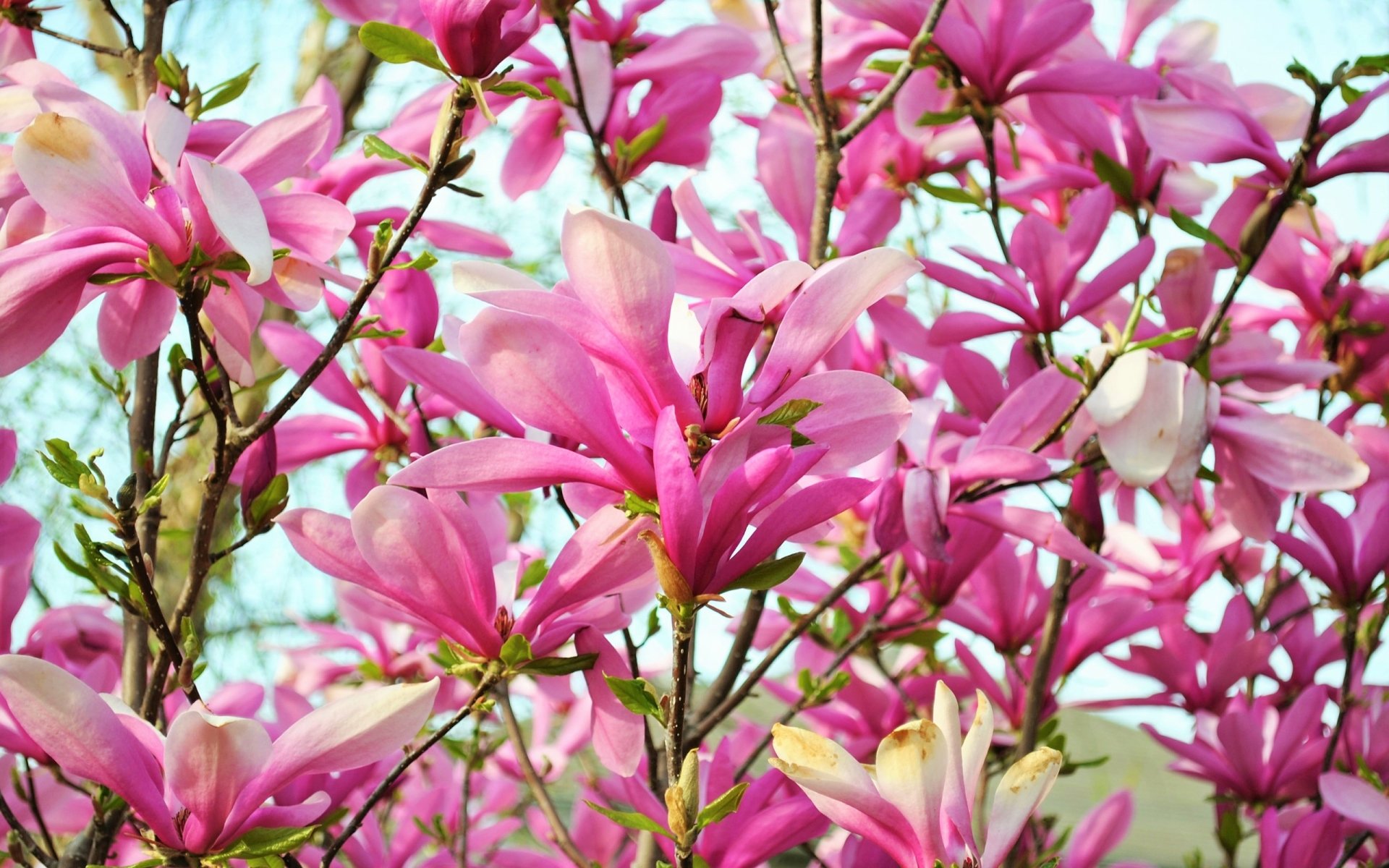 Vibrant pink magnolia blossoms densely cover branches, set against a clear sky, creating a stunning nature-themed HD desktop wallpaper background.