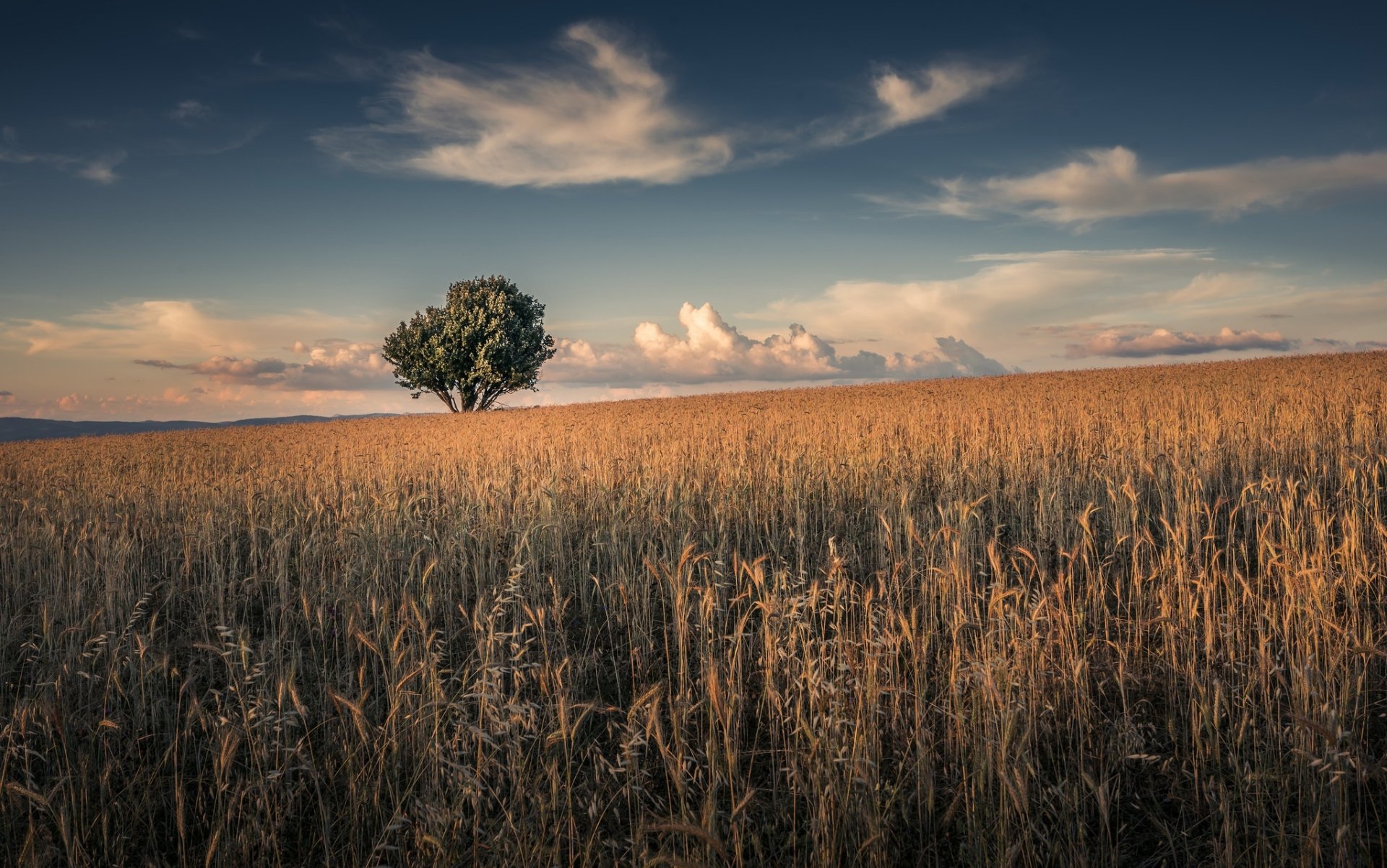 A lone tree stands in a golden wheat field under a sky with scattered clouds. This HD nature wallpaper captures the essence of a serene summer landscape.