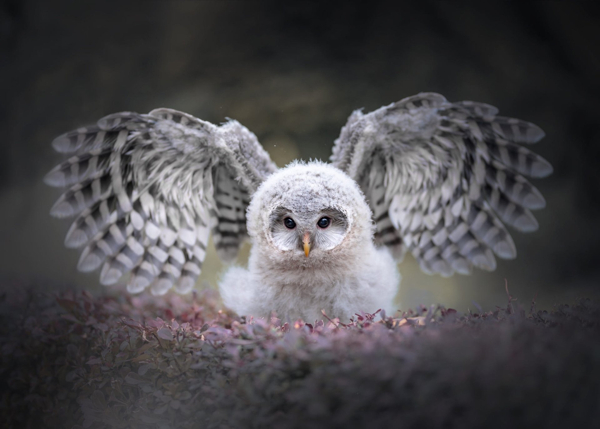 HD PC desktop wallpaper featuring a close-up of an owl with wings spread wide, showcasing detailed feathers and soft plumage in a natural setting.