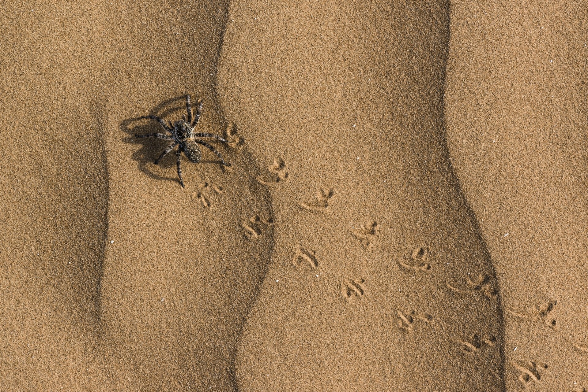 HD desktop wallpaper featuring a close-up of a spider on sand with detailed animal footprints trailing behind it.
