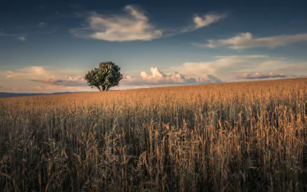 A lone tree stands in a golden wheat field under a sky with scattered clouds. This HD nature wallpaper captures the essence of a serene summer landscape.