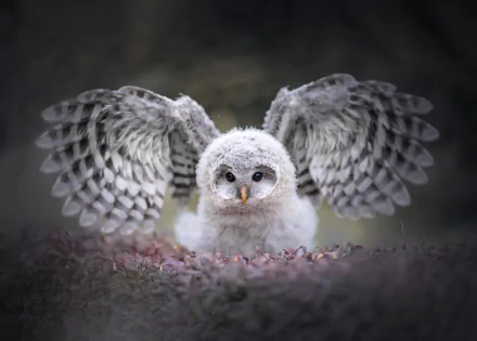 HD PC desktop wallpaper featuring a close-up of an owl with wings spread wide, showcasing detailed feathers and soft plumage in a natural setting.