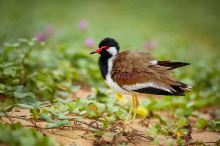  Red Wattled Lapwing by René Brunda