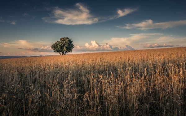 Earth Wheat Nature Summer Field Tree Cloud Sky HD Wallpaper | Background Image