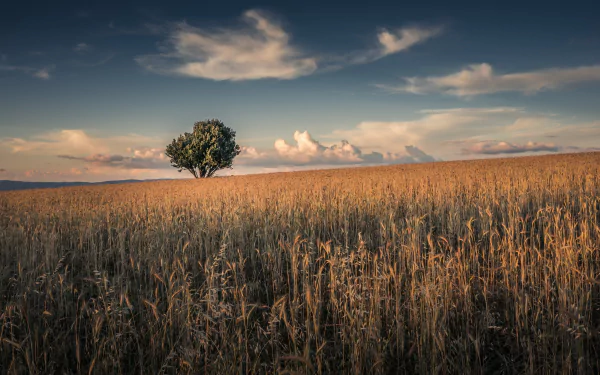 A lone tree stands in a golden wheat field under a sky with scattered clouds. This HD nature wallpaper captures the essence of a serene summer landscape.