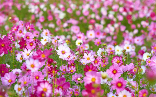 pink flower flower nature Cosmos (Plant) HD Desktop Wallpaper | Background Image