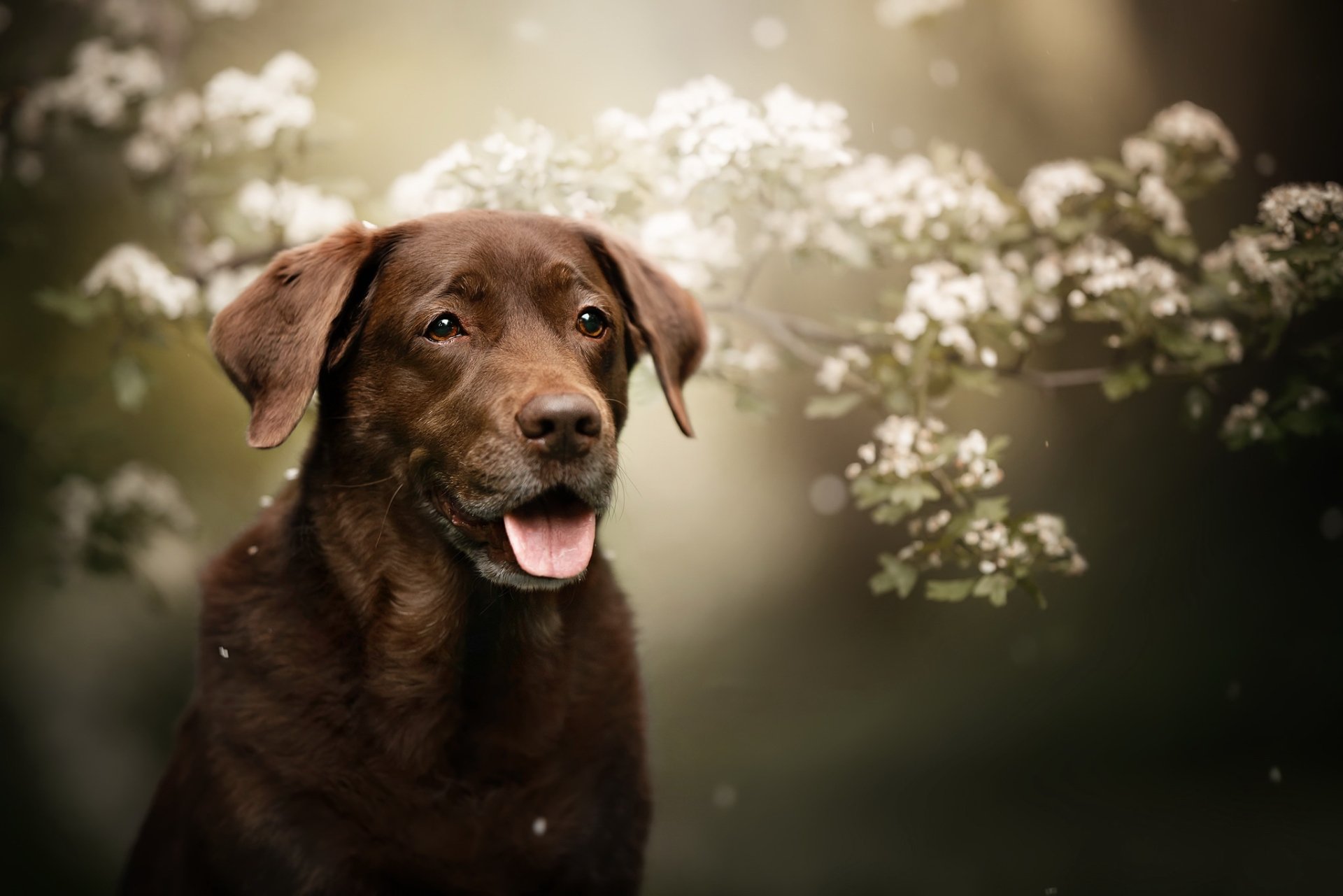 HD desktop wallpaper featuring a Chesapeake Bay Retriever dog with a blurred background of white flowers.