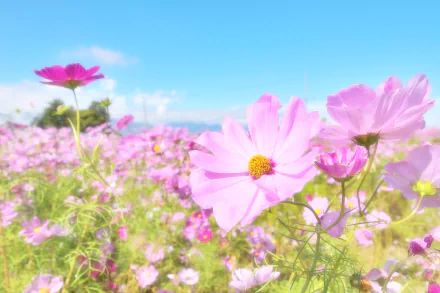 Bright pink cosmos flowers bloom under a clear summer sky in this vibrant 4K Ultra HD nature wallpaper.