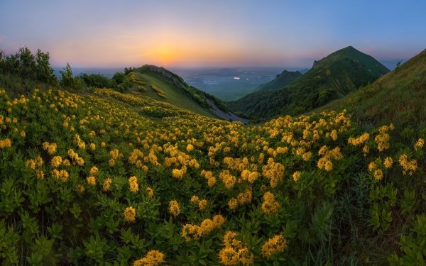 Earth Landscape Nature Flower Yellow Flower HD Wallpaper | Background Image