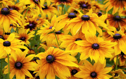  Black-Eyed Susans