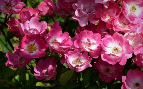 Earth Rose Flowers Flower Bush Pink Flower HD Wallpaper | Background Image