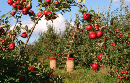 HD desktop wallpaper showing a vibrant apple orchard with red apples hanging on tree branches under a clear blue sky.