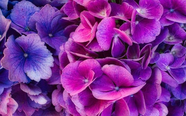 Earth Hydrangea Flowers Nature Flower Purple Flower HD Wallpaper | Background Image