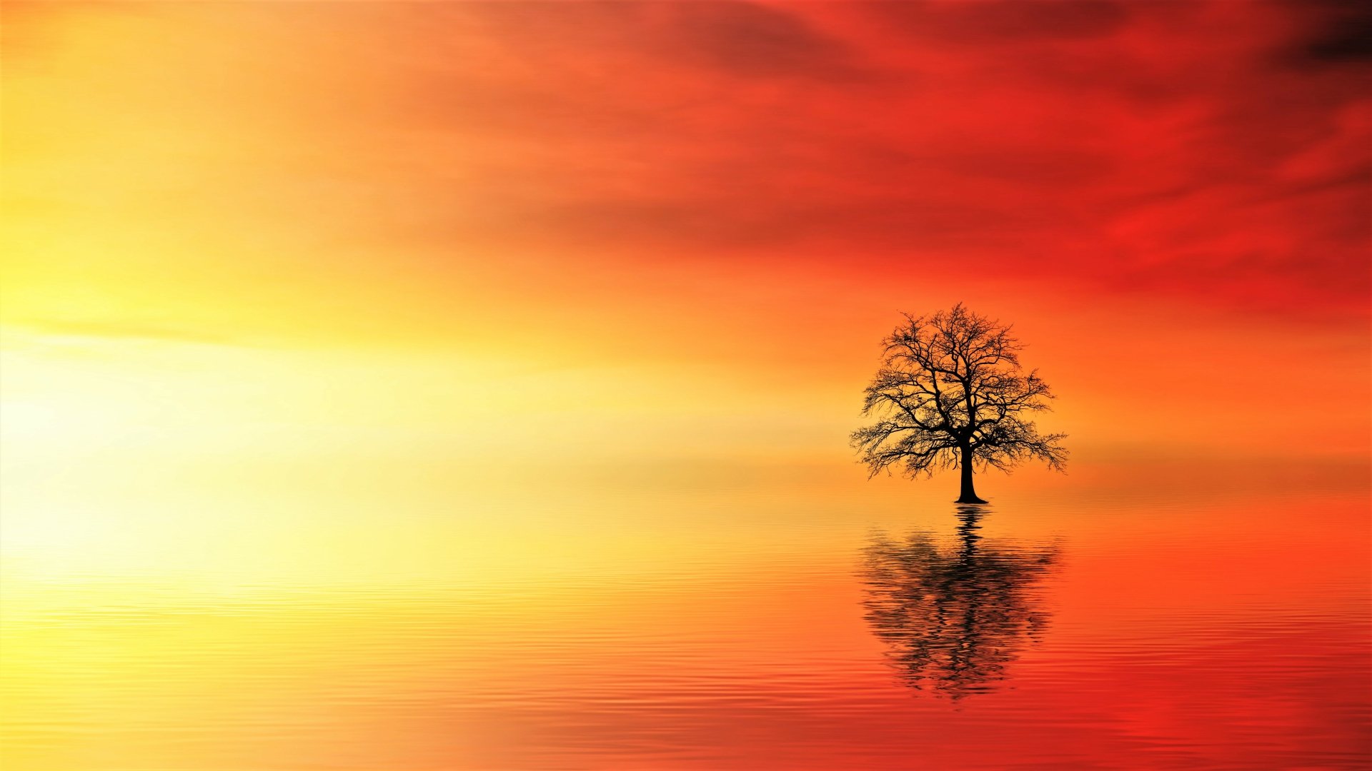 Download Reflection Orange (Color) Water Artistic Tree 4k Ultra HD