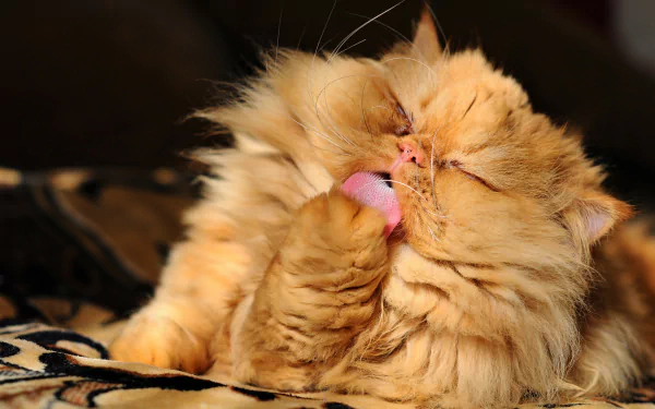 A fluffy Persian cat grooming itself, showcasing its vibrant orange fur. This HD image serves as a captivating desktop wallpaper and background for animal lovers.